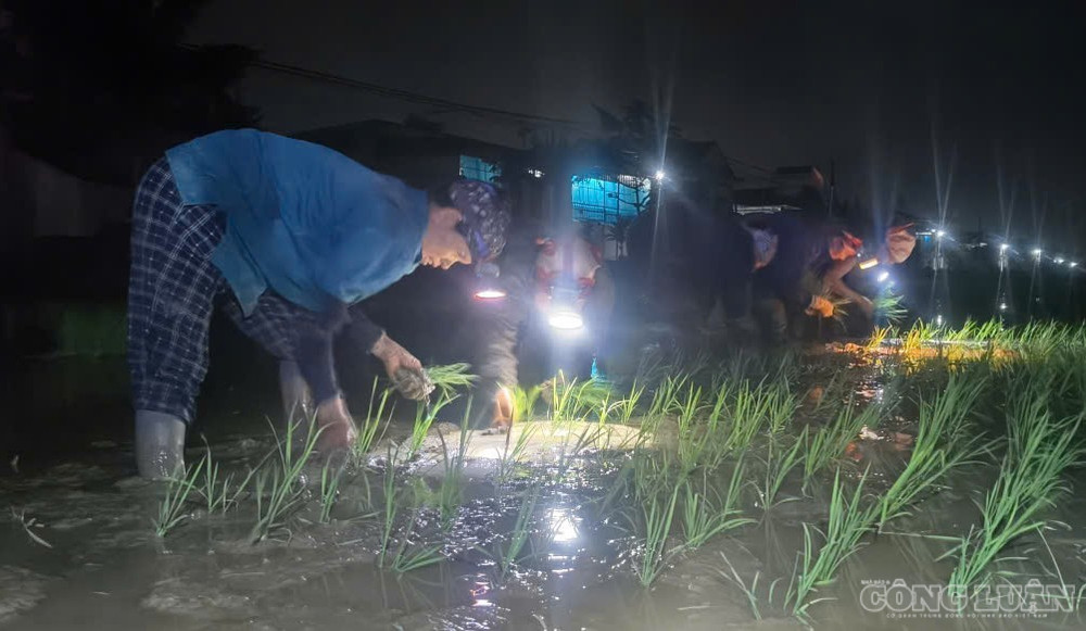 Cấy lúa đêm giúp người dân giữ sức khỏe và giúp lúa phát triển tốt hơn ban ngày nóng gắt (ảnh Kim Long) clo_br_anh-1.jpg