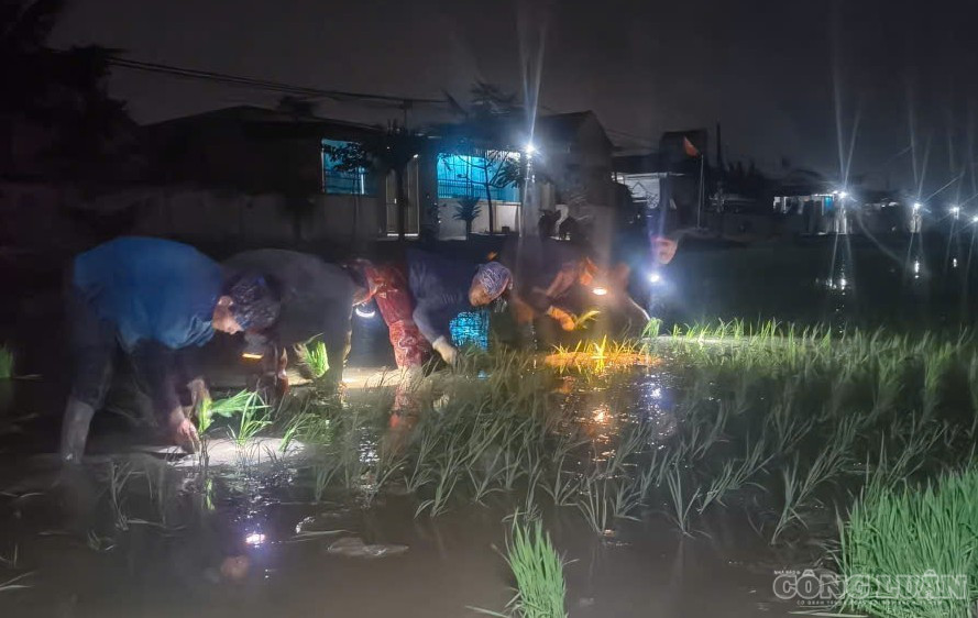 Người dân dọi đèn pin cấy lúa đêm tránh nắng nóng (ảnh Kim Long) clo_br_anh-3.jpg