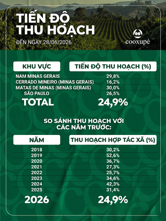 Tiến độ thu hoạch của Hợp tác xã Cooxupé. Nguồn: MXV