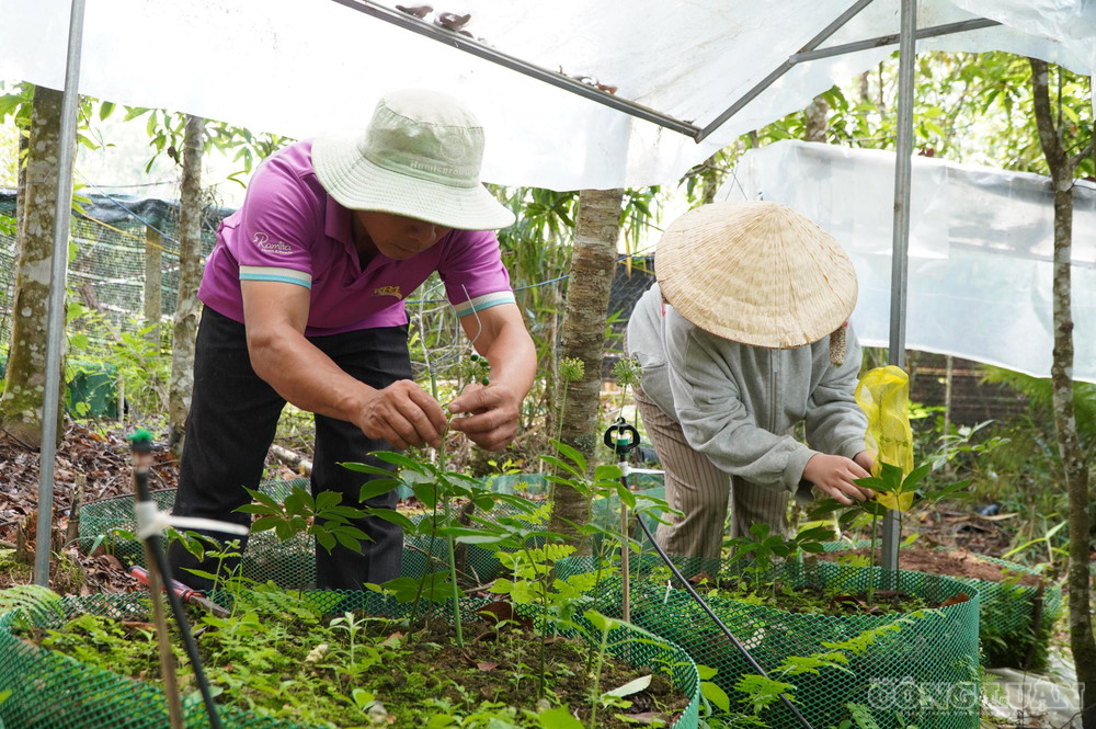Trước đây, nhiều hộ sử dụng lưới sắt, nhưng hiện phần lớn chuyển sang lưới hoặc khung nhựa để giảm trọng lượng, thuận tiện hơn trong quá trình chăm sóc clo_br_1783077835528-7020462797444541469-7020462797444541469-866445bfd699558b00f257965a0b8478.jpg