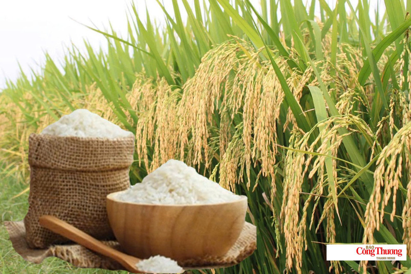 Giá lúa gạo hôm nay ngày 9/7: Lúa tươi biến động trái chiều, gạo vững giá.