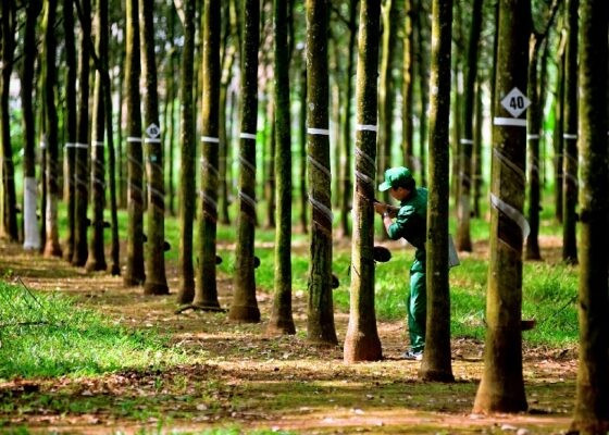 TRC đặt kế hoạch doanh thu nghìn tỷ trong năm 2026 (Ảnh: CTCP Cao su Tây Ninh) hoang-cong-hung-02-cong-nhan-va-rung-cay-560x400.jpg