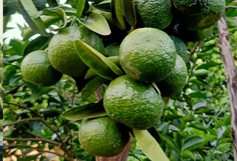 Giá cam sành tăng thêm từ 1.000 - 3.000 đồng/kg tùy loại so với cách đây khoảng 1 tháng. Ảnh minh họa