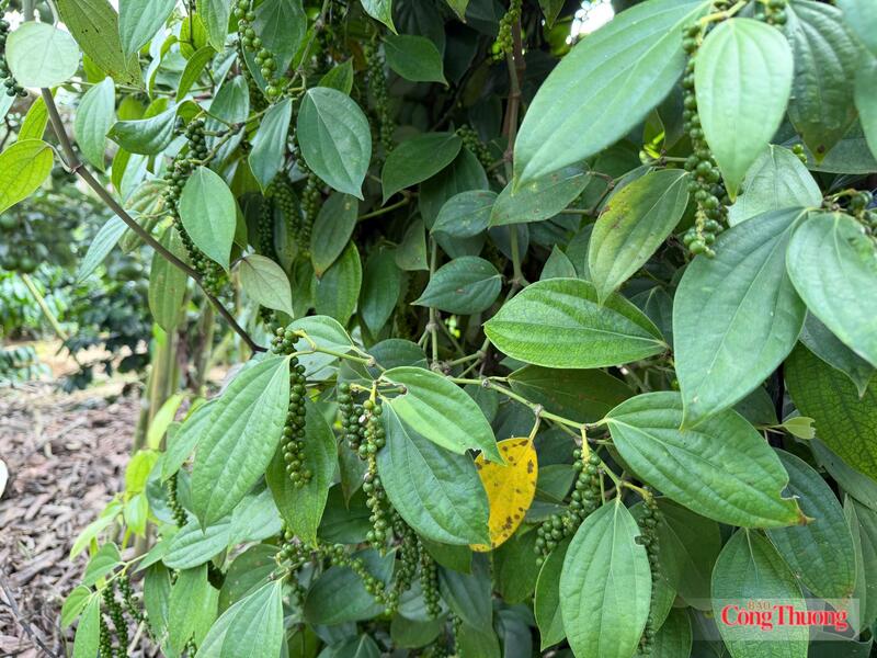 Vườn trồng hồ tiêu tại Lâm Đồng. Ảnh: Thừa Ngọc