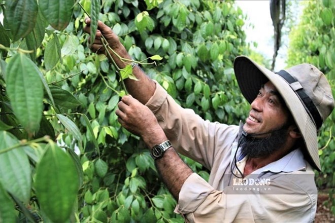 Giá tiêu hôm nay 27.7: Tiếp đà nâng giá