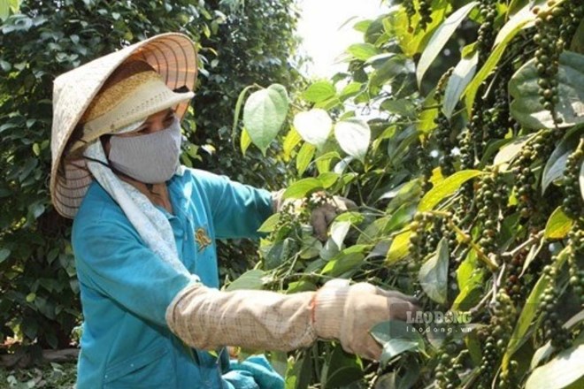 Giá tiêu hôm nay 29.7: Neo vùng giá cao