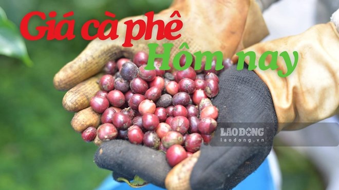 Giá cà phê hôm nay 29.7: Tăng mạnh thêm 1.900 đồng/kg