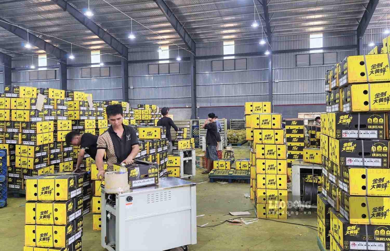 Hiện tại, toàn tỉnh Lâm Đồng đã có 70 mã số cơ sở đóng gói đủ điều kiện xuất khẩu chính ngạch nông sản. Ảnh: Phúc Khánh