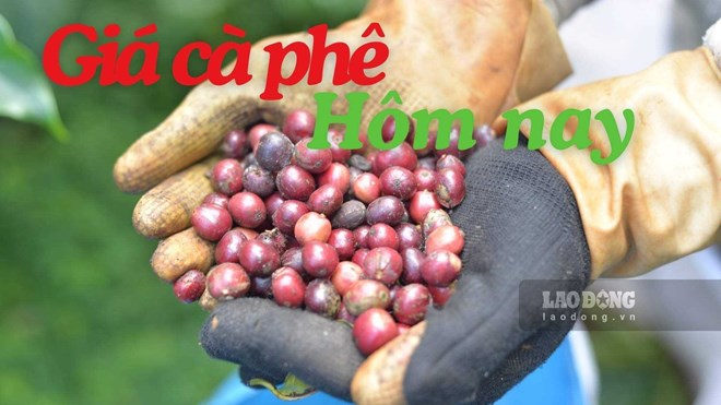Giá cà phê hôm nay 31.7: Giữ quanh 96.000 đồng/kg