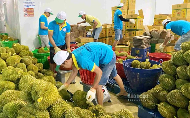 Doanh nghiệp, hợp tác xã Lâm Đồng khắc phục khó khăn, khôi phục xuất khẩu sầu riêng