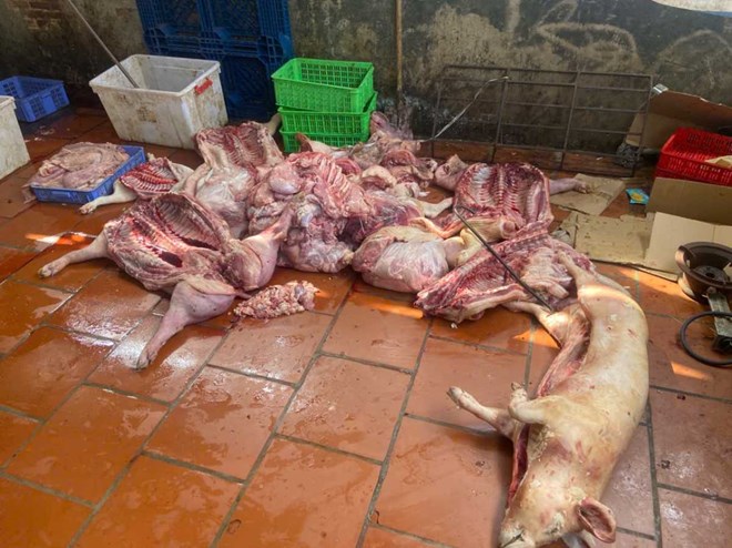 Phát hiện gần 1 tấn thịt lợn nghi nhiễm dịch tả lợn châu Phi ở Hưng Yên