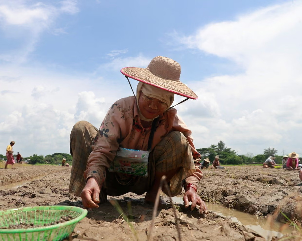Hạn hán gây ảnh hưởng đặc biệt nghiêm trọng đến các vùng nông nghiệp phụ thuộc vào nước mưa." (Ảnh: Nyein Chan Naing/EPA) 4244.jpg