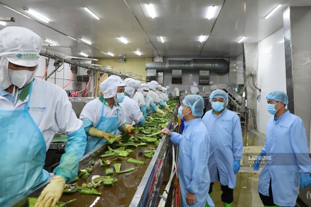 Ngành công nghiệp chế biến cần hàng nghìn lao động. Ảnh: Phương Linh