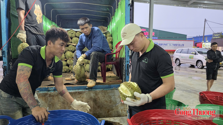 Tỉnh Đắk Lắk hiện có khoảng 33.000 ha sầu riêng đang trong thời kỳ cho thu hoạch, sản lượng dự kiến khoảng 500.000 tấn.