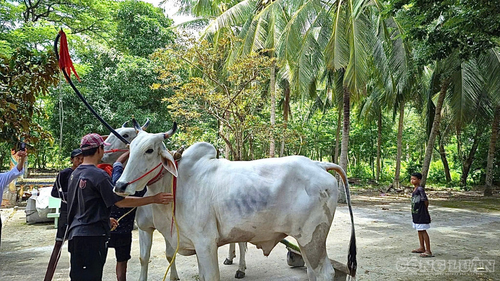 Hội đua bò Bảy Núi nói chung và tại chùa Rô nói riêng không chỉ là một giải thể thao tranh tài cao thấp, mà còn là điểm tựa văn hóa tâm linh sâu sắc, gắn liền với tín ngưỡng nông nghiệp. clo_br_bo.jpg