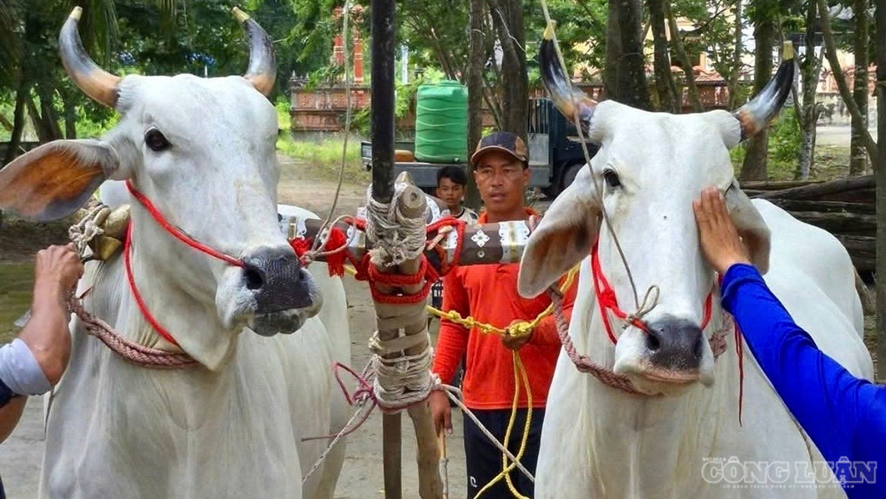 Theo ban tổ chức, sự kiện văn hóa đặc sắc này sẽ được tổ chức vào Chủ nhật, ngày 13/9 tại sân đua bò chùa Rô quen thuộc. clo_br_bo-ne.jpg