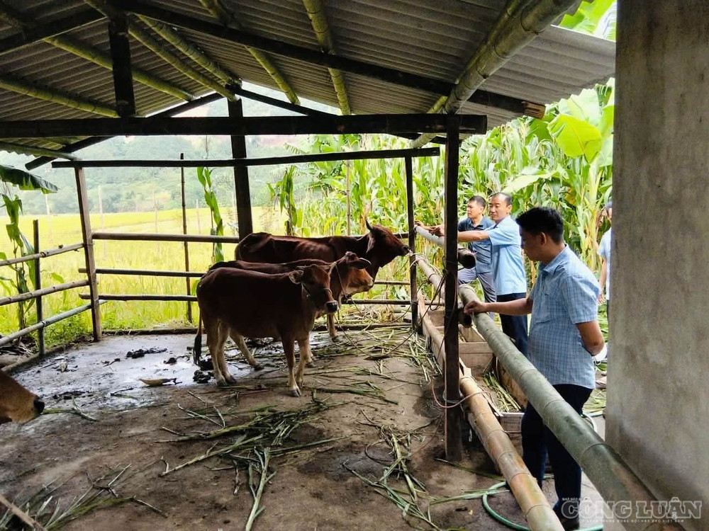 Trước khi giải ngân, các mô hình được kiểm tra, nghiệm thu tại hộ dân. clo_br_fb-img-1790561798570.jpg