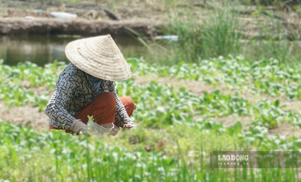 Tranh thủ trời hửng nắng, người dân ra đồng móc những liếp rau còn sót lại (ảnh chụp ngày 28.9.2026). Ảnh: Nhật Hồ.